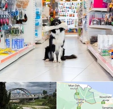 پت شاپ در چالوس