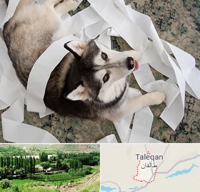 خرید ضایعات پت در طالقان