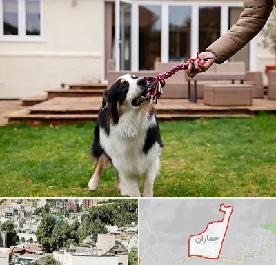 پانسیون سگ در جماران