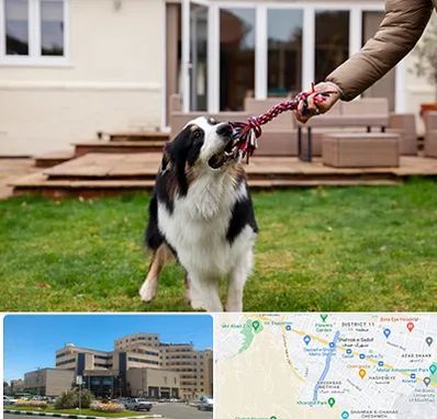 پانسیون سگ در صیاد شیرازی مشهد 