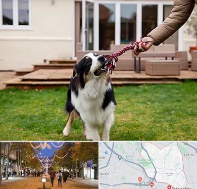 پانسیون سگ در ولیعصر ارومیه