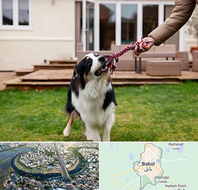 پانسیون سگ در بابل