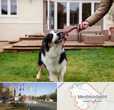 پانسیون سگ در مشکین دشت