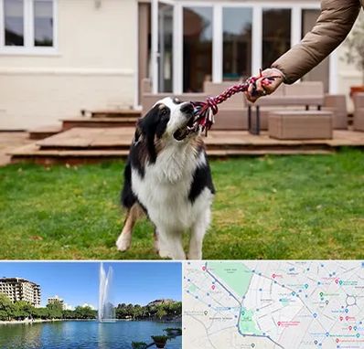 پانسیون سگ در کوهسنگی مشهد 