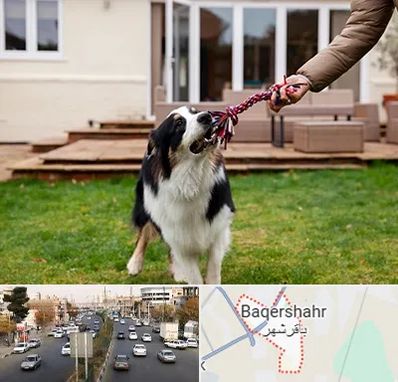 پانسیون سگ در باقرشهر