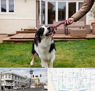 پانسیون سگ در 17شهریور