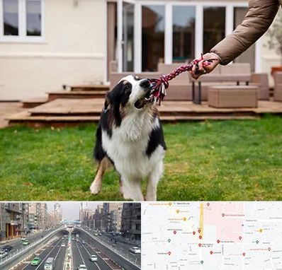 پانسیون سگ در توحید 