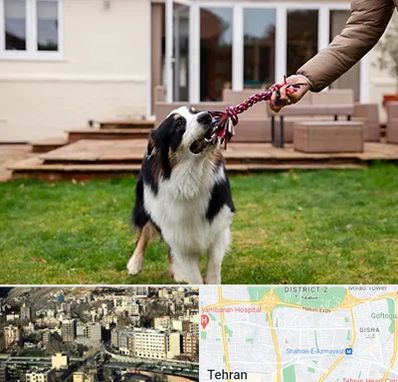 پانسیون سگ در مرزداران 