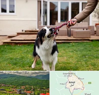 پانسیون سگ در آمل