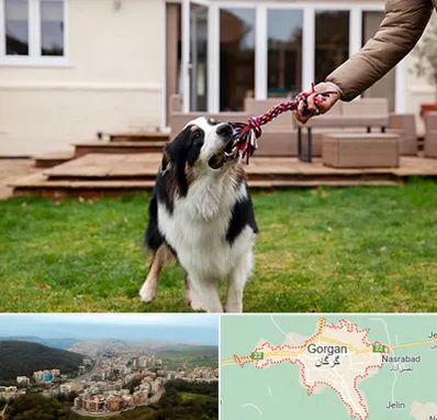 پانسیون سگ در گرگان