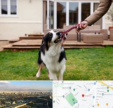 پانسیون سگ در هنگام 