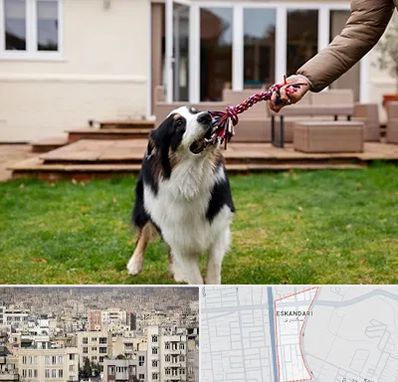 پانسیون سگ در اسکندری