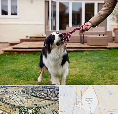 پانسیون سگ در اندیشه