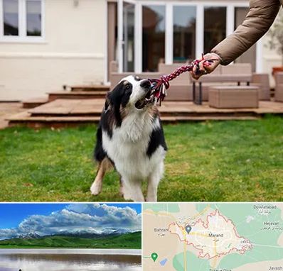 پانسیون سگ در مرند