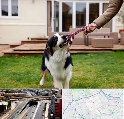 پانسیون سگ در ستارخان شیراز 