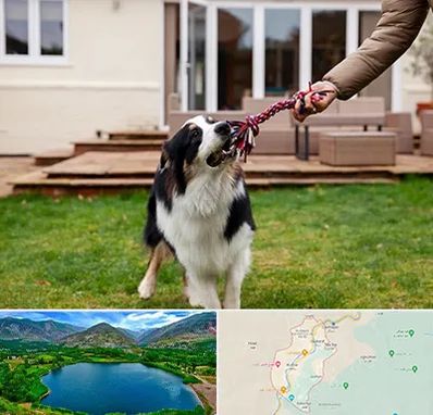 پانسیون سگ در رودبار