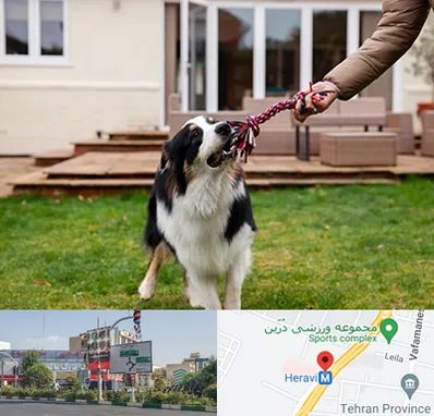 پانسیون سگ در هروی 