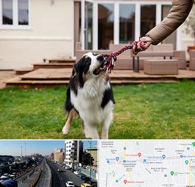 پانسیون سگ در پیروزی 