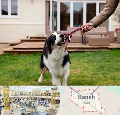 پانسیون سگ در بانه