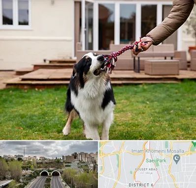 پانسیون سگ در یوسف آباد 