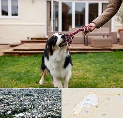 پانسیون سگ در شاهرود