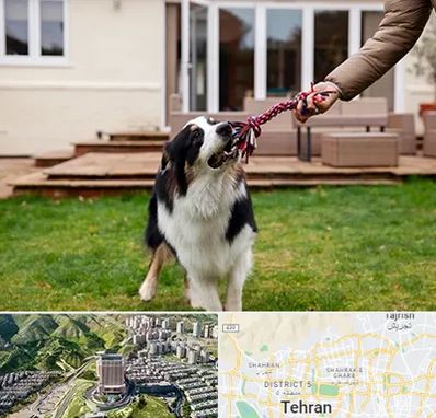 پانسیون سگ در شمال تهران 