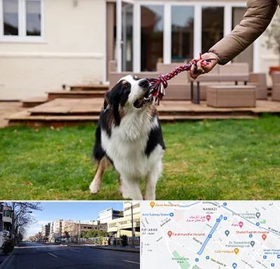 پانسیون سگ در خیابان ملاصدرا شیراز 