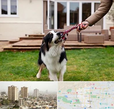 پانسیون سگ در منطقه 5 تهران 