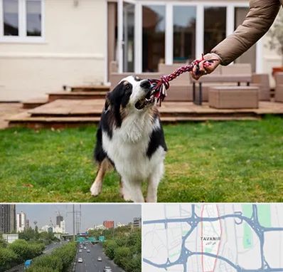 پانسیون سگ در توانیر