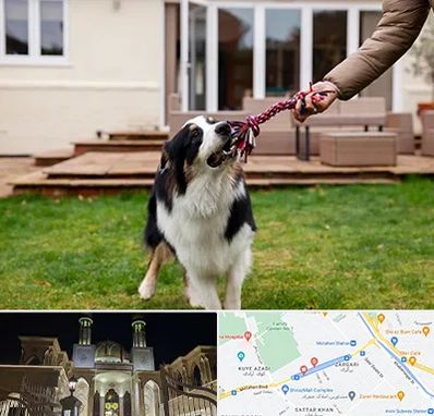 پانسیون سگ در زرگری شیراز 