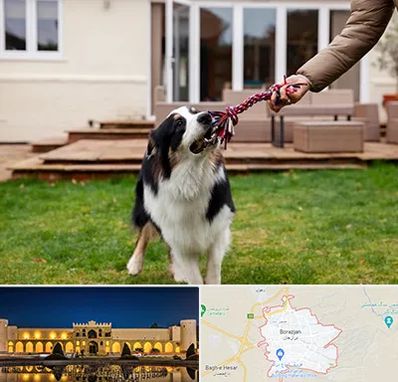 پانسیون سگ در برازجان