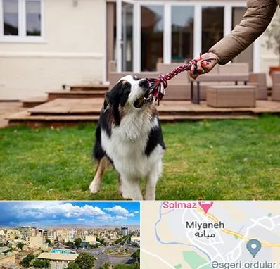 پانسیون سگ در میانه