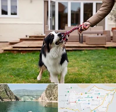 پانسیون سگ در ایلام