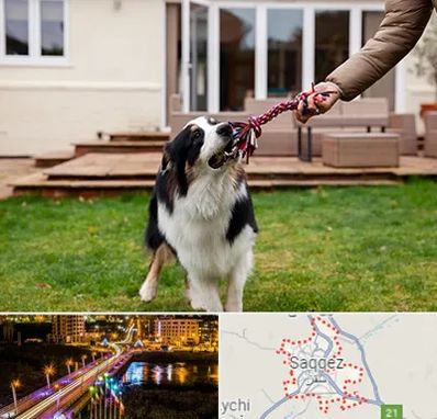 پانسیون سگ در سقز