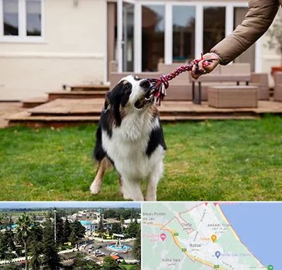 پانسیون سگ در رودسر