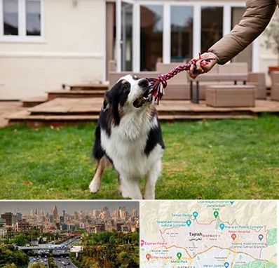 پانسیون سگ در منطقه 1 تهران 