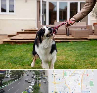 پانسیون سگ در ستارخان 