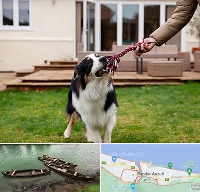 پانسیون سگ در بندر انزلی