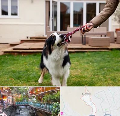 پانسیون سگ در درکه