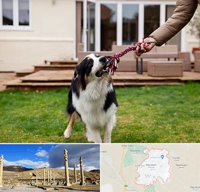 پانسیون سگ در مرودشت