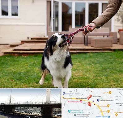 پانسیون سگ در پارک وی 