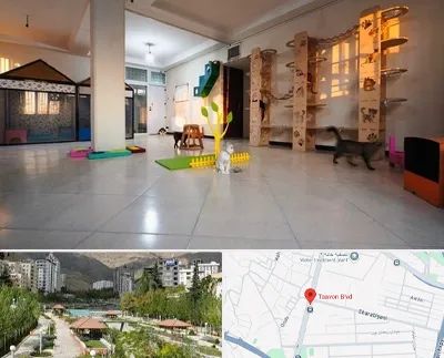 پانسیون گربه در بلوار تعاون