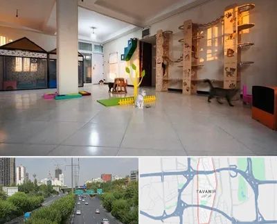 پانسیون گربه در توانیر