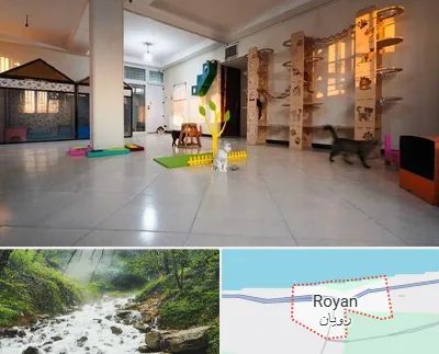 پانسیون گربه در رویان