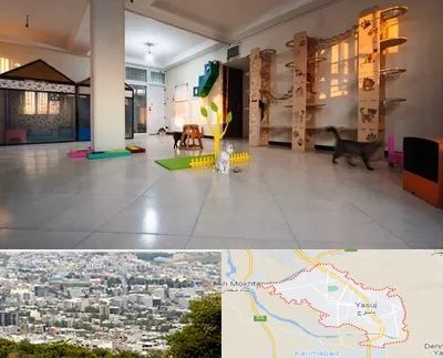 پانسیون گربه در یاسوج