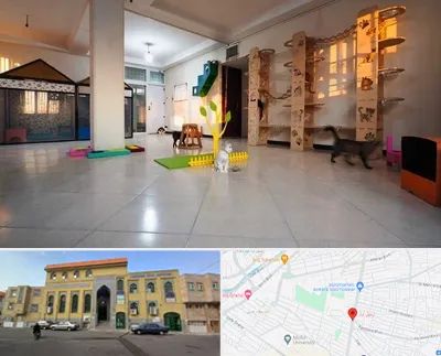 پانسیون گربه در زنبیل آباد قم