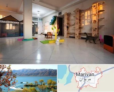 پانسیون گربه در مریوان