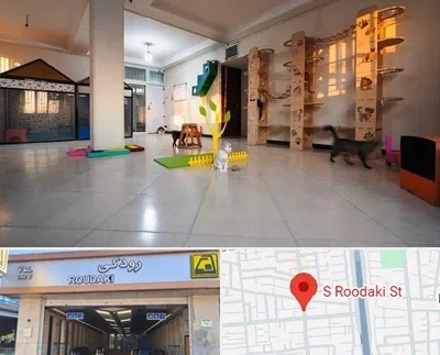 پانسیون گربه در رودکی