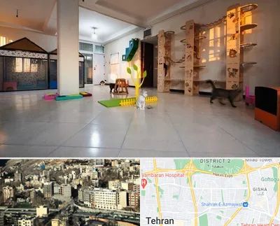 پانسیون گربه در مرزداران 