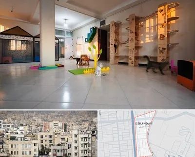 پانسیون گربه در اسکندری